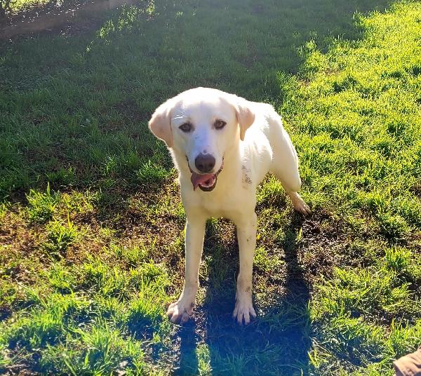 Sade, Dolcissima Mini Labrador 